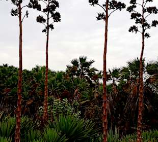 Botanischer Garten Viveiro