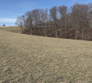 Naturschutzgebiet Meisenbühl