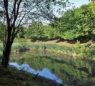 Das Wasserbiotop im Arboretum