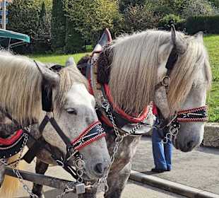 Pferdeshuttle zum Schloss