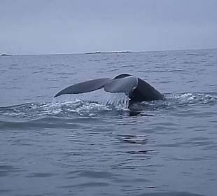 Whalewatching with Jamies wahling station