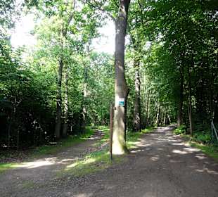 Spaziergang durch den Stadtwald Verden