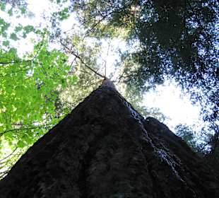 Capilano Suspension Bridge and Park