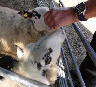 Bentheimer Schafe sind neugierig