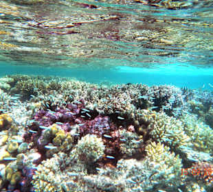 Farbenfrohe Korallen