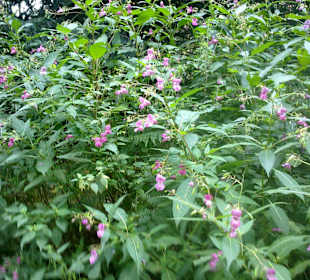 Pflanzenwelt am Wasser