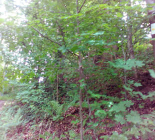 Pfälzer Waldpfad in Kaiserslautern