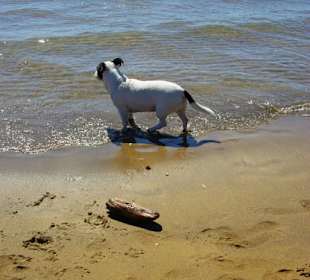 Der gefällt mir voll