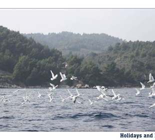 Holidays and More - Psakoudia