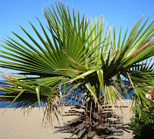 Spaziergang über die Strandpromenade Argelès-Plage