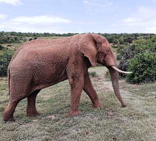 Addo Elephant Park