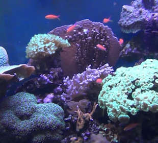 Meeresmuseum Stralsund