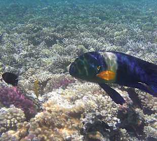 Schnorcheln am Hotelstrand