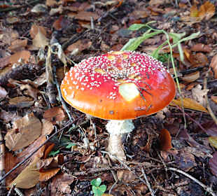 Wandern Hinterzarten