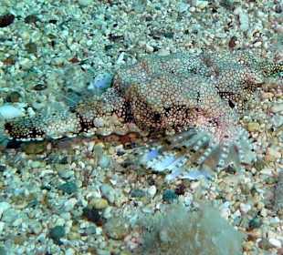 Flügelrossfisch am Hausriff