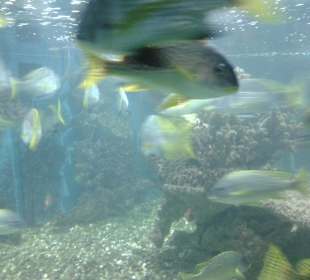 Aquarium in Hurghada