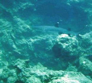 Weißspitzenriff Hai