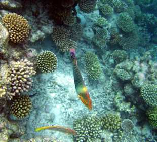 Faszinierende Unterwasserwelt