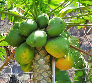 Rundgang über die Fajã dos Padres