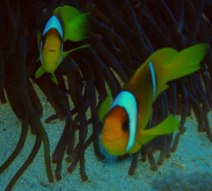 Rotmeer-Anemonenfisch