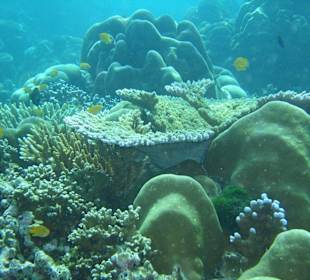 Korallenriff der Surins