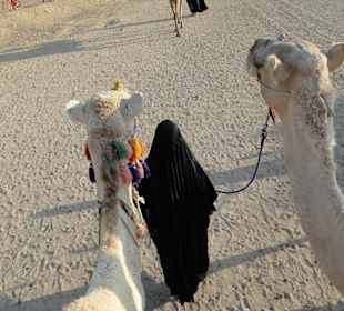 Ritt auf dem Kamel 