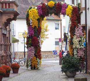 Chrysanthemen Show