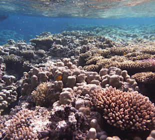 Schnorcheln Marsa Alam