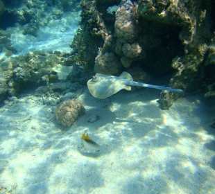 Płaszczka przy hotelowej rafie