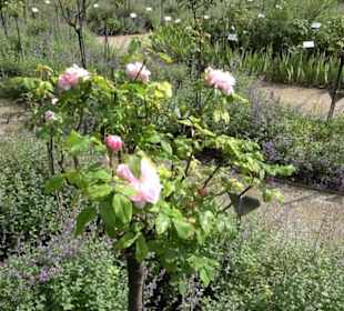 Rosengarten auf der Roseninsel