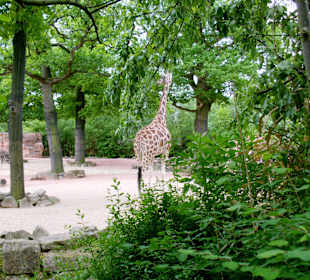 Giraffen