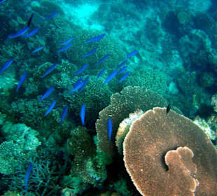 Schöne Unterwasserwelt