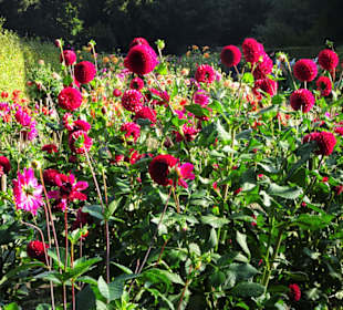 Impressionen aus dem Dahliengarten Hamburg