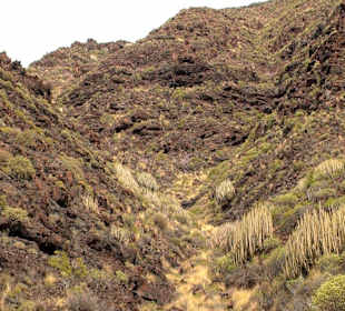 Roślinność Gór Gran Canaria