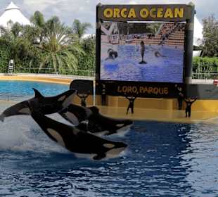 Orca Show