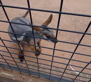 Stadtrundgang Sydney