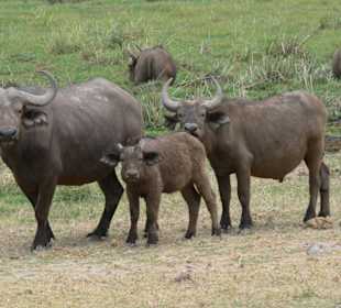 Neugirige Büffelfamilie