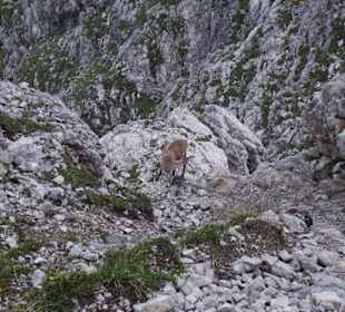 Mindelheimer Klettersteig
