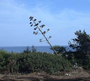 Der schiefe Baum von Rhodos