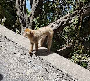 Ausflug nach Gibraltar
