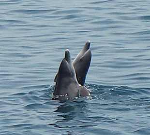 Übermütige Delfine bei der Delfintour