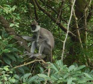 Auch versch. Affenarten sind hier zuhause