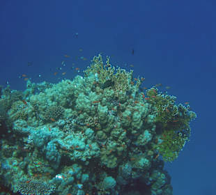 Riffblock mit vielen Fischen
