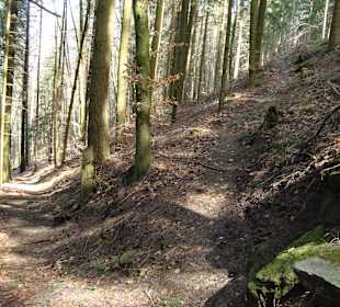 Wandern Im Wald