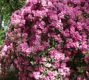 Hauptblüte im Rhododendronpark Bremen