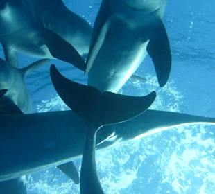 Delfine-Joseph Mogli`s Freunde