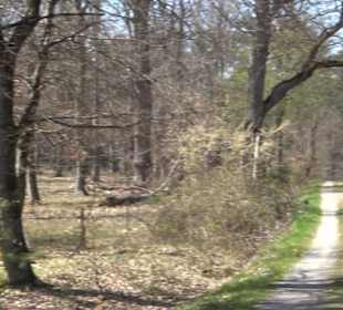 Waldkulturerbe Neuweiler Viehweide