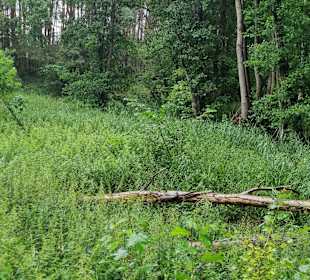 Naturachutzgebiet Schwingetal