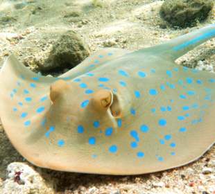 Blaupunktkinder am Einstieg