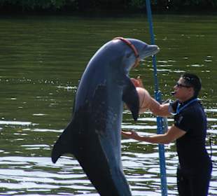 Delfinshow